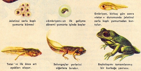 Kurbagalar Yumurtalarindan Nasil Cikar Secdem Bir Dunya Icerik