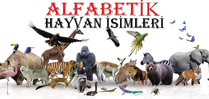 E Ile Başlayan Hayvan Ismi