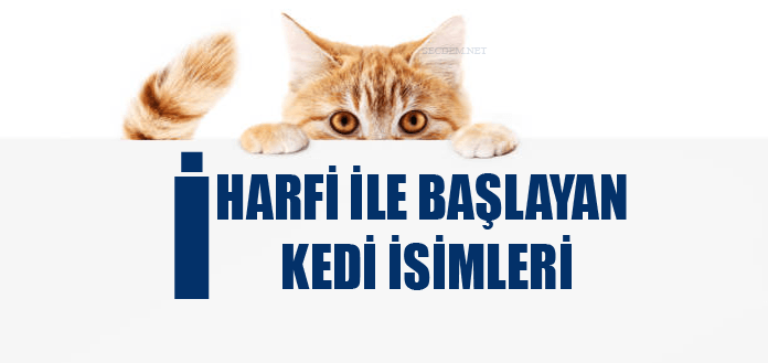 I Harfi Ile Baslayan Kedi Isimleri Disi Ve Erkek Secdem Bir Dunya Icerik