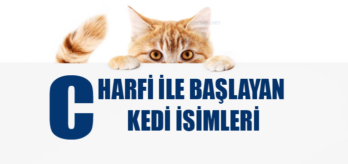 C Harfi Ile Baslayan Kedi Isimleri Disi Ve Erkek Secdem Bir Dunya Icerik